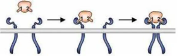 Figure 15 : Activation du récepteur de la prolactine 