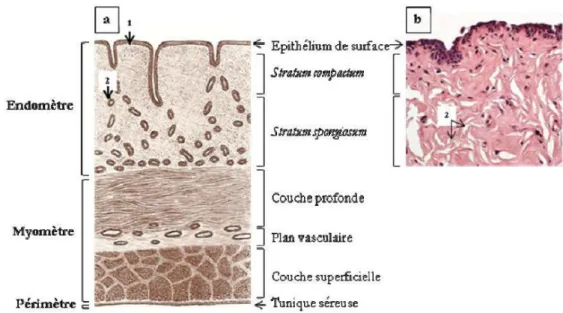Figure 1 : Histologie de l'utérus non gravide de la vache  a. Aspect schématique (Pavaux 1981) 
