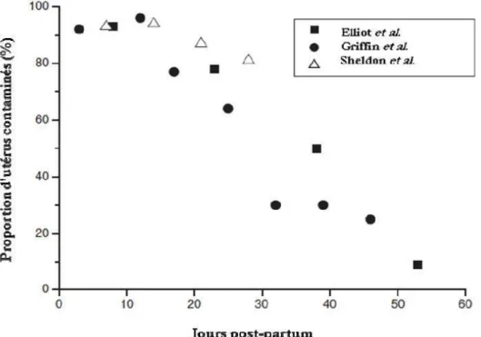 Figure 2 : Evolution de la proportion d'utérus bovins contaminés pendant la période post-partum  (D’après Sheldon, 2004) 
