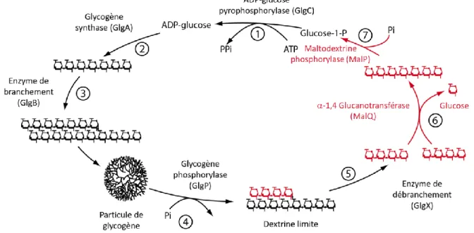 Figure 10 : Métabolisme du glycogène et des malto-oligosaccharides chez la bactérie Escherichia coli