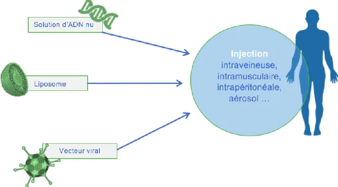 Figure 5 : Schéma explicatif simplifié pour la thérapie génique (25) 