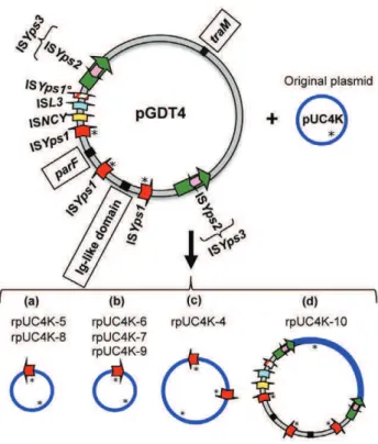 Figure 5. Schematic representation of seven recombinant pUC4K molecules recovered from transconjugants