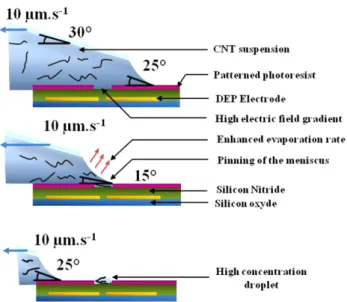 Figure 3. SEM image of a large array of individual electrodes connecting the CNT carpet (figure 1, step (g))