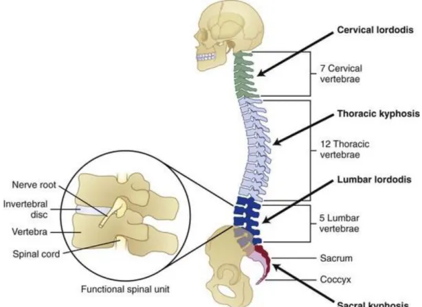 Figure 1.1. Functional spine unit and vertebral column (White et al., 1990).  