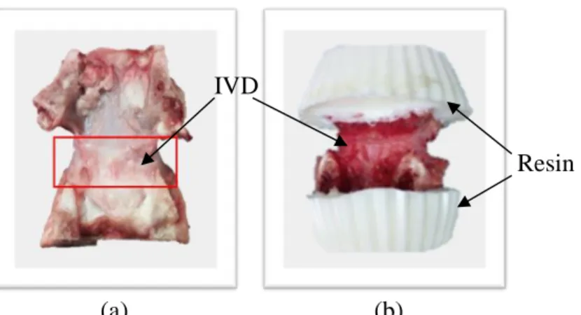 Figure 2.1.1. Preparation of FSU specimen (dorsal view): (a) extraction of IVD and two  adjacent bone segments, (b) bone segments embedded in resin