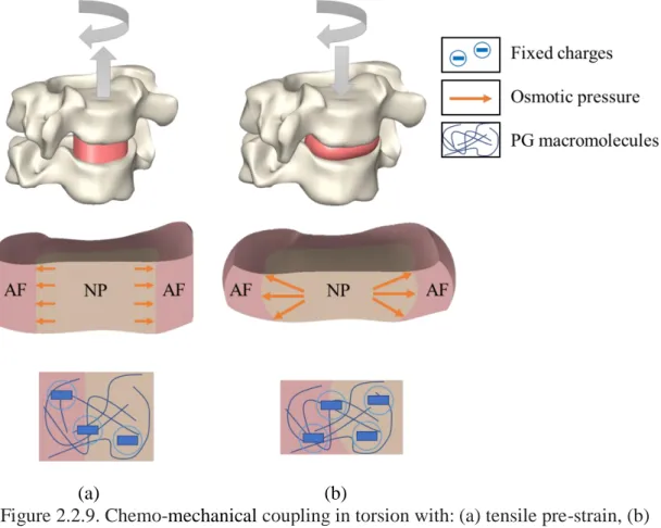 Figure 2.2.9. Chemo-mechanical coupling in torsion with: (a) tensile pre-strain, (b)  compressive pre-strain
