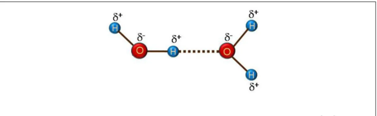 Figure 2.4 – transfert de charge dans une liaison hydrogène [86].