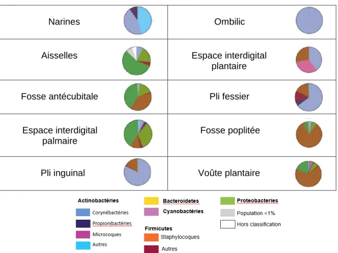 Tableau I - Distribution topographique des bactéries isolées des régions cutanées hu- hu-mides                         Narines  Ombilic  Aisselles              Espace interdigital  plantaire Fosse antécubitale     Pli fessier  Espace interdigital   palmair