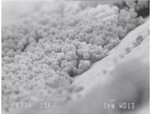 Tableau IX - Composition moléculaire d'un biofilm (d’après Sutherland, 2001) 