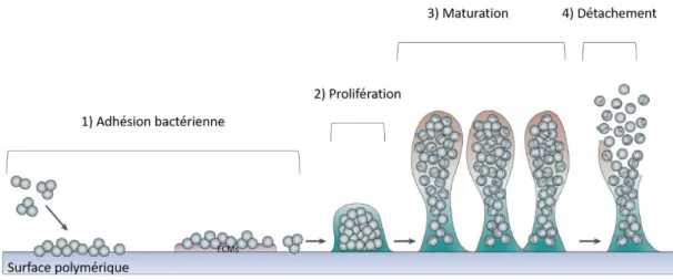 Figure 6 - Formation du biofilm chez S. epidermidis (d’après Otto, 2009) 