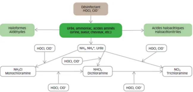 Illustration  n°  8 :  Schéma  simplifié  de  la  réaction  du  chlore  (HOCl/ClO - )  sur  la  matière organique anthropique  dans une eau de piscine [14] 