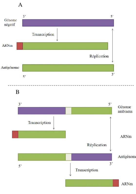 Fig. 6. Transcription et réplication des Bunyaviridae   (génome négatif (A), génome ambisens (B)) (Bouloy, 2003) 