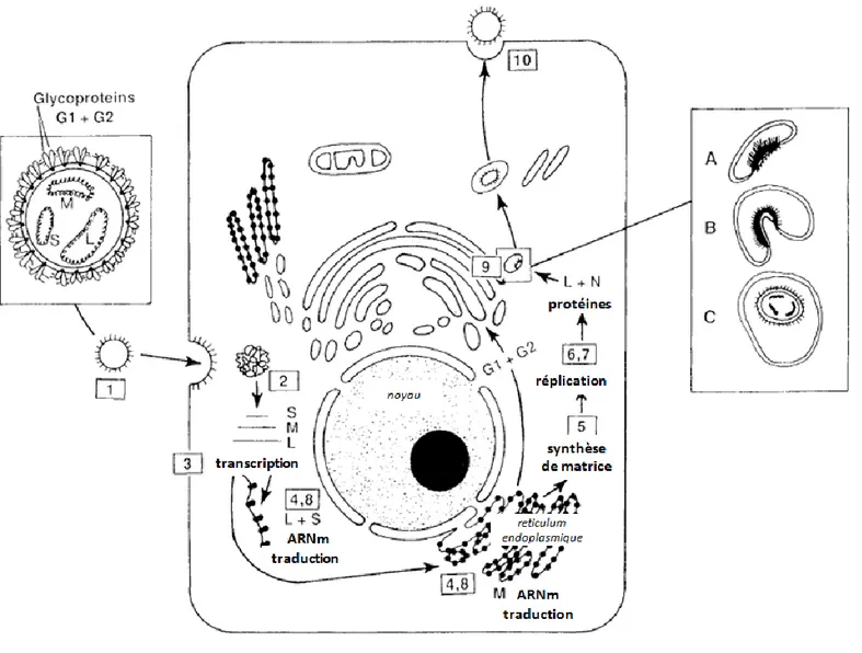 Fig. 7. Résumé des étapes de réplication des Bunyaviridae dans la cellule hôte  
