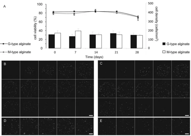 Figure 3.  Viability of entrapped MSCs in alginate hydrogels. Quantification of mesenchymal stem cell (MSC) viability (%) and algi- algi-nate cell density (cells/mm 2 ) by confocal microscopy during 28 days of encapsulation in G-type (full line/black bars,