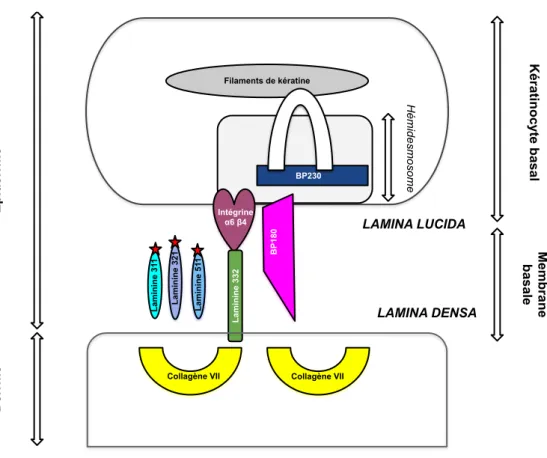 Figure 2  [2-5] : Schéma de la jonction dermo-épidermique.  