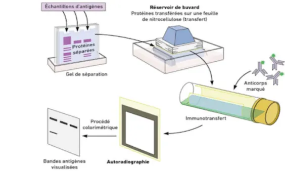 Figure 3 : Illustration du principe de la technique Western Blot [14] 