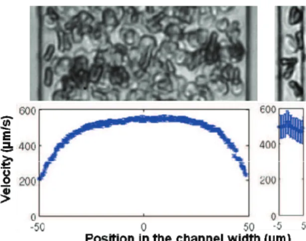 Figure  1:  Typical  images  (bottom)  and  transverse  velocity  profiles  (top)  obtained  for  RBCs  flow  in  a  20x100µm 2  (left) and a 10x10µm 2  (right) channel