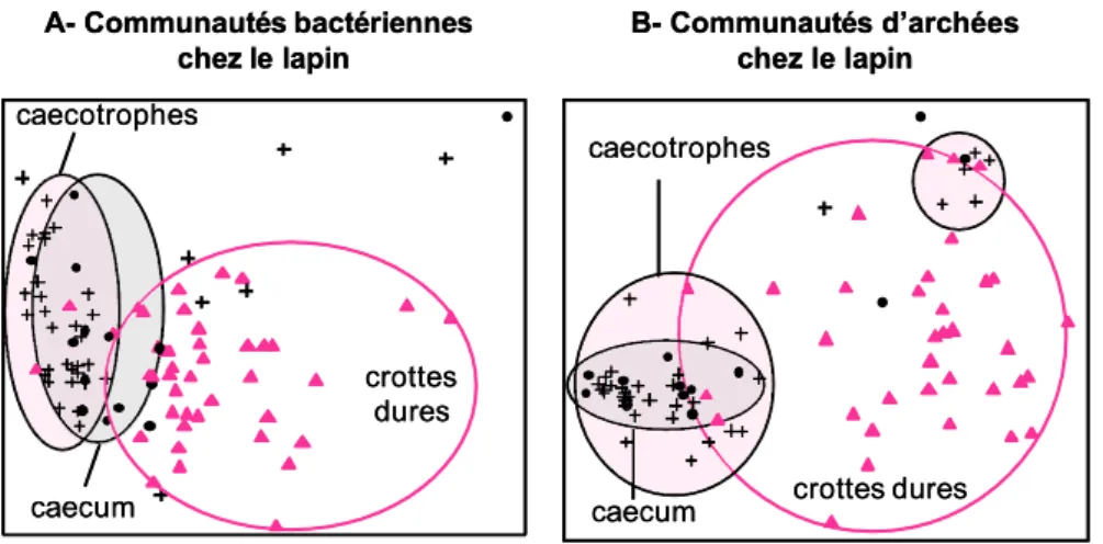 Figure 5. Analyse de similarité des profils CE-SSCP des communautés de bactéries (A) et d’archées (B) entre le cæcum (●), les caecotrophes (+) et les crottes dures (▲) du lapin