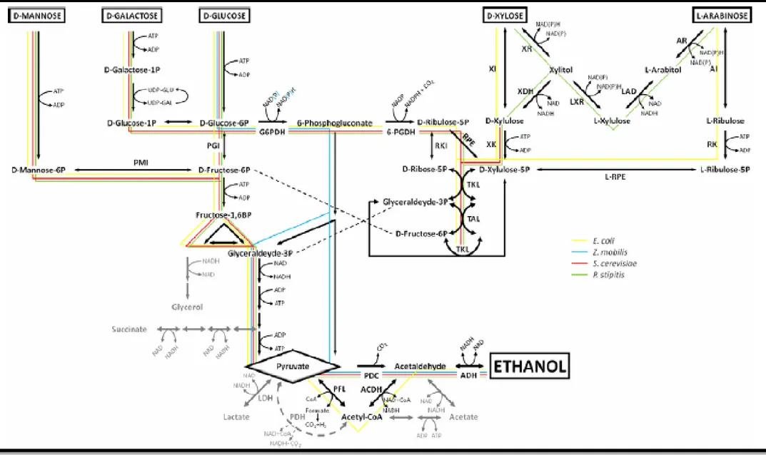 Figure 2.4: Voies fermentatives des saccharides dérivés des hydrolysats lignocellulosiques des 4 biocatalyseurs d’intérêt : E