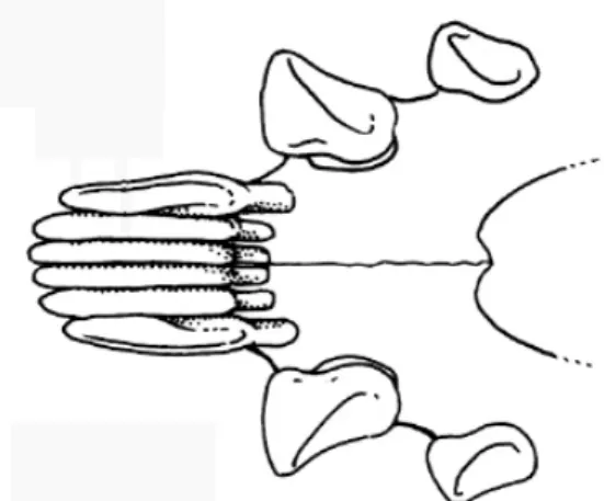 Figure n°2 : Peigne dentaire : 4  incisives et 2 canines  