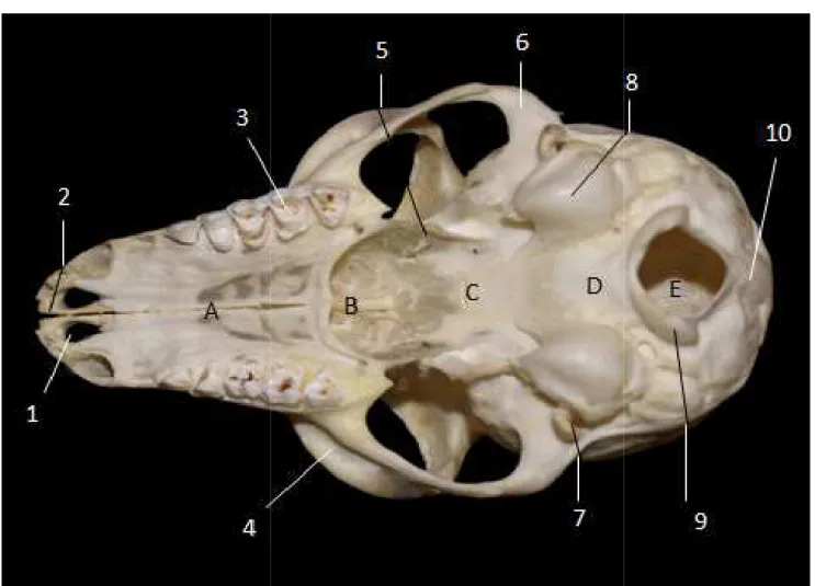 figure n°9 , original  