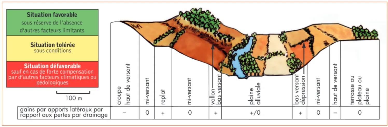 Figure 1 : écogramme - exemple du merisier