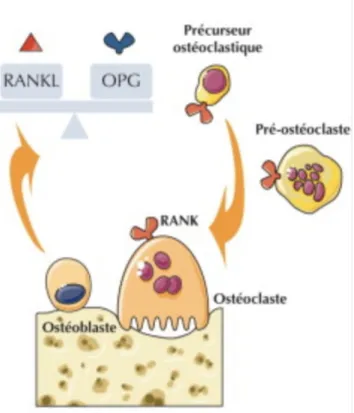 Figure 1 : schéma physiologique de la triade RANK/RANKL/OPG (10).