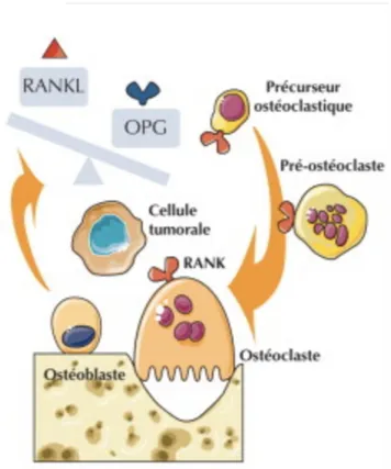 Figure 2 : schéma pathologique de la triade RANK/RANKL/OPG (10).