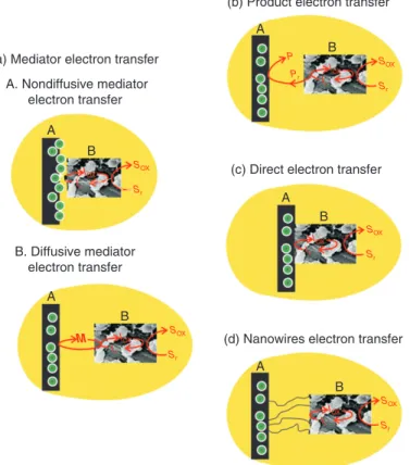 Figure 7  Mode of electron transfer mechanisms in an MFC. M, mediator; A, anode; B, bacteria; C, cytochromes; D, nanowires; S ox , substrate   oxidation; S red , substrate reduction; I ox , intermediate oxidation; I red , intermediate reduction; P ox , pro