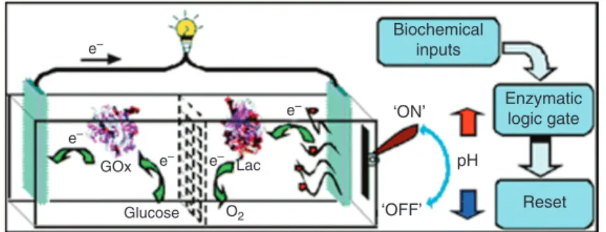 Figure 6  Schematic diagram of a biofuel cell with a pH-switchable oxygen electrode, controlled by enzyme logic operations processing in situ  biochemical input signals