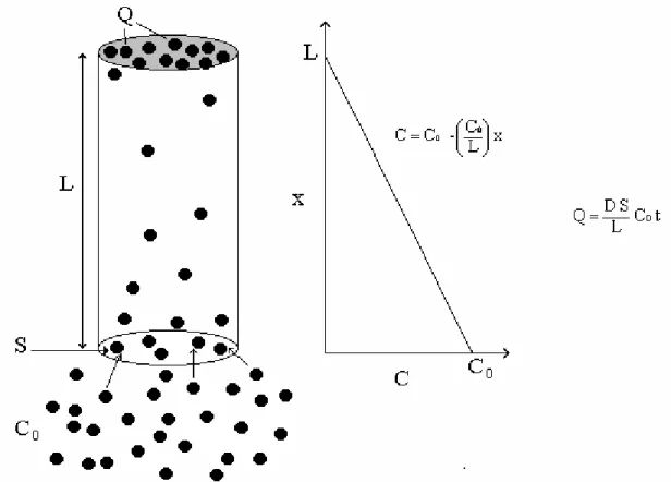Figure 13 : Schéma du processus de diffusion dans un tube à diffusion. 