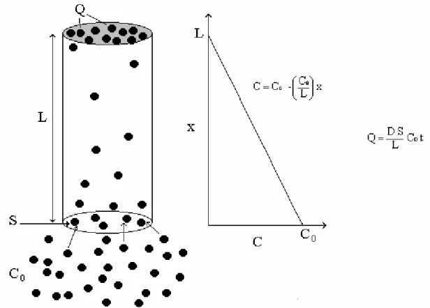 Figure 13 : Schéma du processus de diffusion dans un tube à diffusion. 