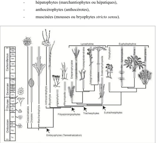 Figure  I-6.  Relations  phylogénétiques  entre  les  lignées  majeures  de  plantes  terrestres  éteintes  et  existantes  basées sur leurs caractéristiques morphologiques (Vanderpoorten et Goffinet, 2009) 