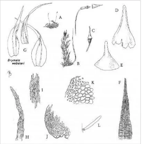 Figure I-8. Morphologie et anatomie de Brymela websteri (Pilotrichaceae), un exemple de mousse