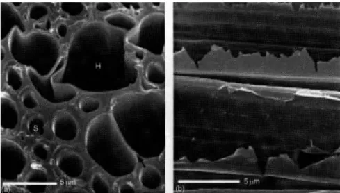 Figure  I-9.  Cellules  conductrices  d’eau  chez  la  mousse  Dawsonia  observées  au  microscope  électronique  à  balayage : coupe transversale (a) et longitudinale (b) (Vanderpoorten et Goffinet, 2009) 