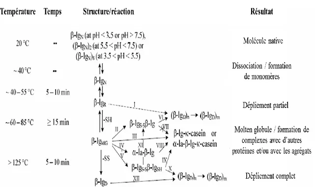 Figure 9. Mécanismes de dénaturation chaude de la BLG comprenant les  différents complexes possibles avec d’autres protéines du lait (Boxler, 2014)