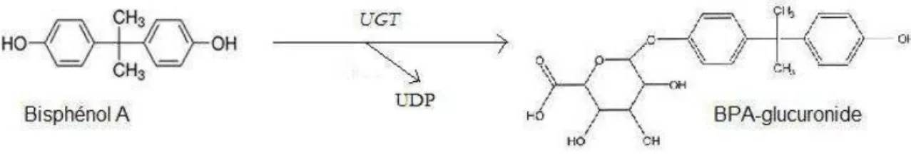 Figure 2. Réaction de glucuronoconjugaison du BPA. 