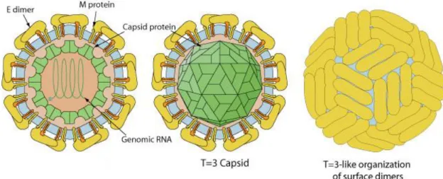 Figure 1 : Organisation structurale d’un Flaviviridae  (www.viralzone.expasy.org)  Légende : C : Protéine de capside C ; E : Protéine d’enveloppe E ; M : Protéine de membrane   