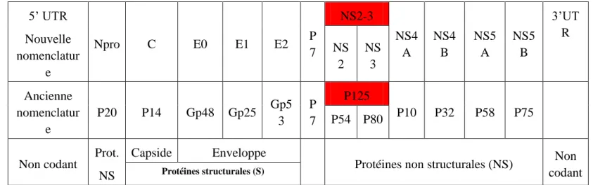 Figure 2 : Organisation génomique du virus BVD  (Flamant, 2006) 