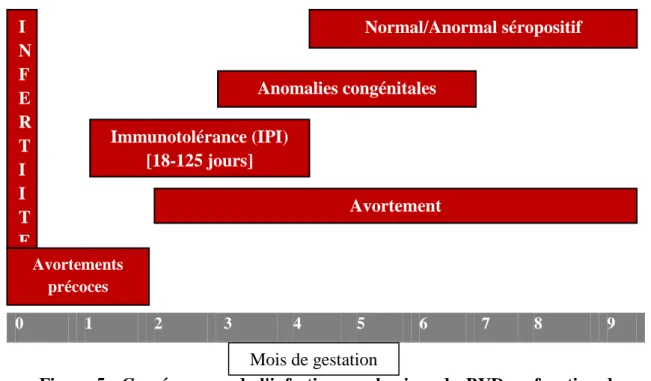 Figure  5 :  Conséquences de l'infection  par le virus du BVD en fonction  du mois  de gestation  (Grooms, 2004)0 1 2  3  4  5  6  7  8  9 Mois de gestation Avortement Immunotolérance (IPI) [18-125 jours] Anomalies congénitales Normal/Anormal séropositif I