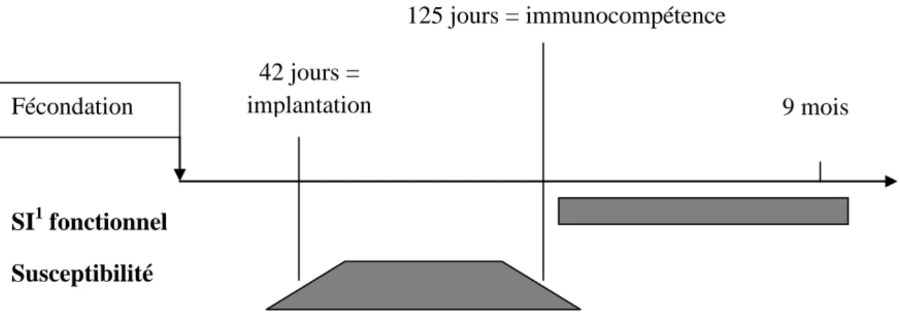 Figure 6 : Conséquences immunitaires de l’infection pendant la gestation  (Foucras,  2009)  