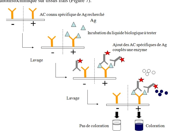 Figure 7 : Principe de la méthode ELISA capture d’antigène (ACE) 