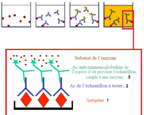 Figure 10 : Résumé des étapes d’un test ELISA indirect 