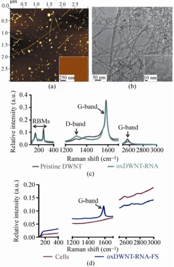 Figure 1  Characterization of CNT complexes. AFM (a) and TEM  (b) images of fluorescently labelled RNA-wrapped oxidized DWNTs  (oxDWNT–RNA–FS)