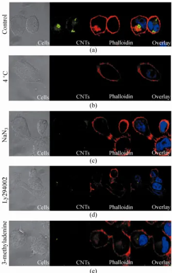 Figure 3  Effect of  inh ibitory  conditions fo r  endocytic up take. 