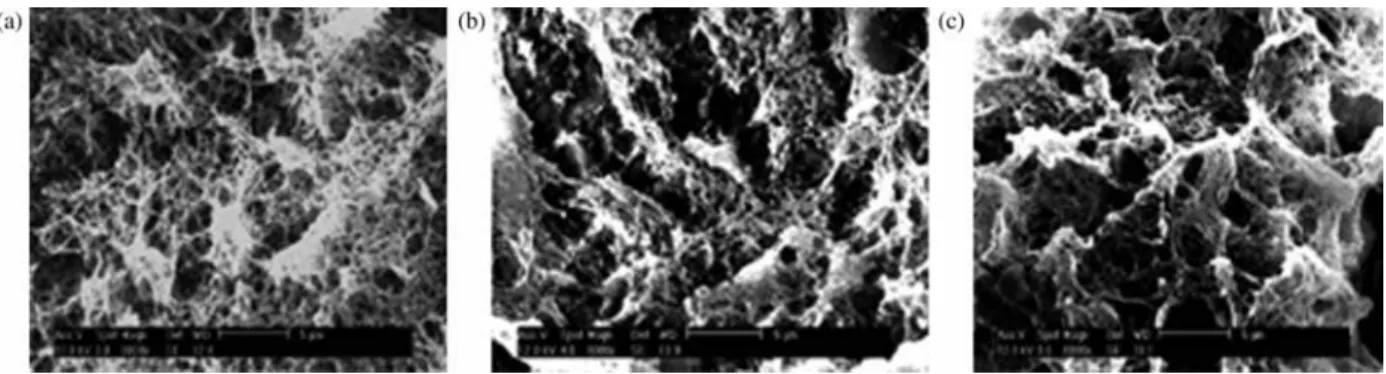 Figure 5. Different gel states of bacterial cellulose obtained from G. xylinum: aquagel vs