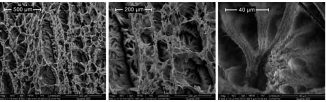 Figure 7. Membrane section T ¼ 658C, P ¼ 100 bar: (a) 20%