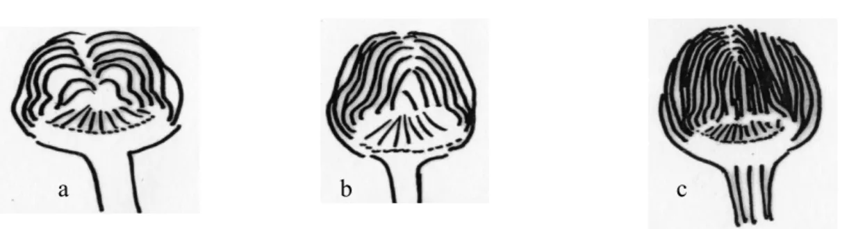 Fig.  1.5  Density  of  inners  bracts  of  the  central  flower  head  on  the  basis  of  UPOV  descriptors (a=sparse; b=medium; c=dense) 