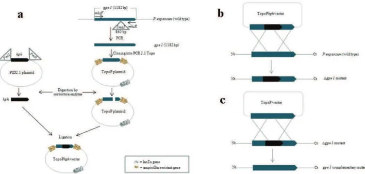 Figure 2. Schematic representation of transformation vector formation and gpeI gene disruption