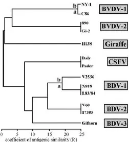 Figure 2 : classification des pestivirus (Foucras, 2009)